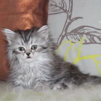 Сибирски  котенца Siberian  Cat, снимка 4 - Сибирски - 17543332