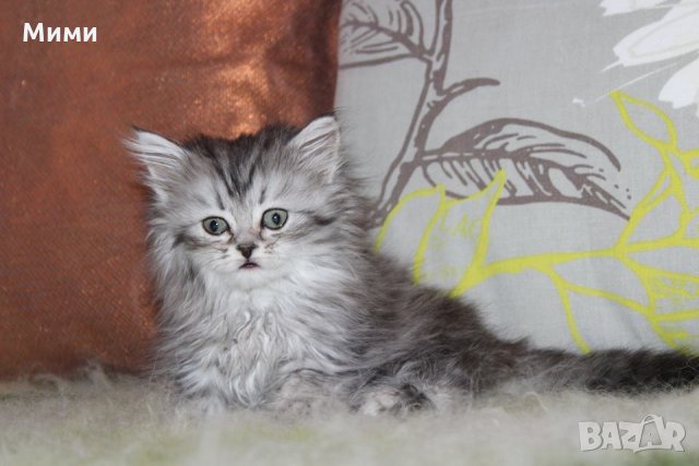 Сибирски  котенца Siberian  Cat, снимка 4 - Сибирски - 17543332