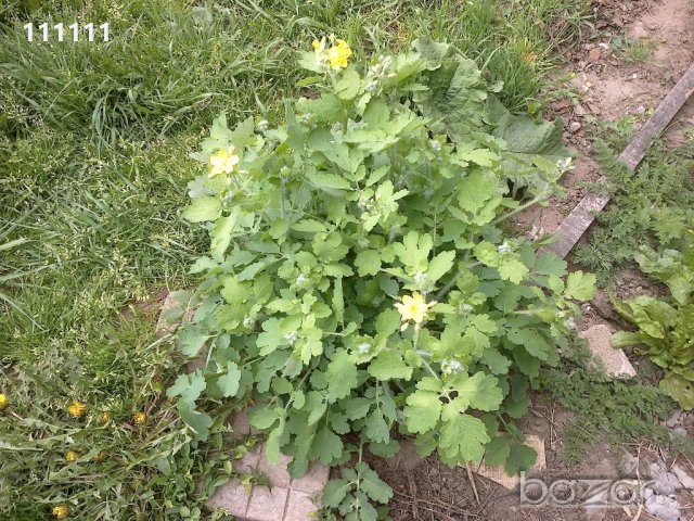Билка змийско мляко,  Демирбозан, снимка 4 - Градински цветя и растения - 21324099