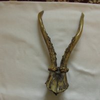 Еленски рога с част от череп - отлични! 30 см., снимка 1 - Антикварни и старинни предмети - 25370042
