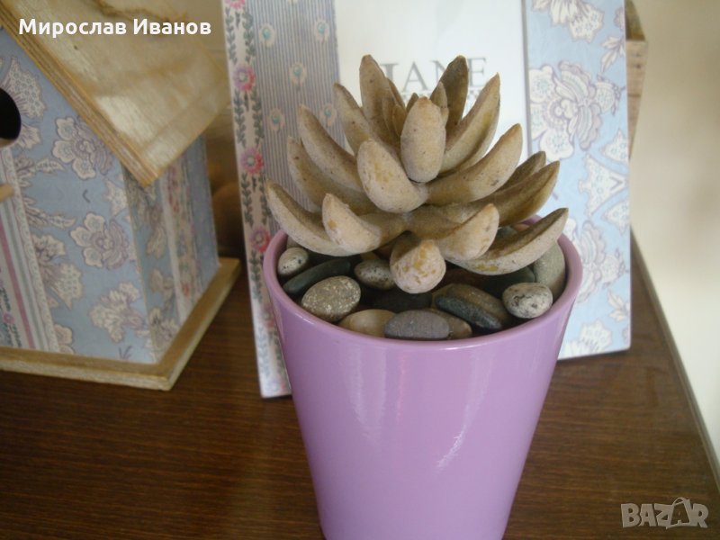 изкуствено екзотично растение в саксия с декорация , снимка 1