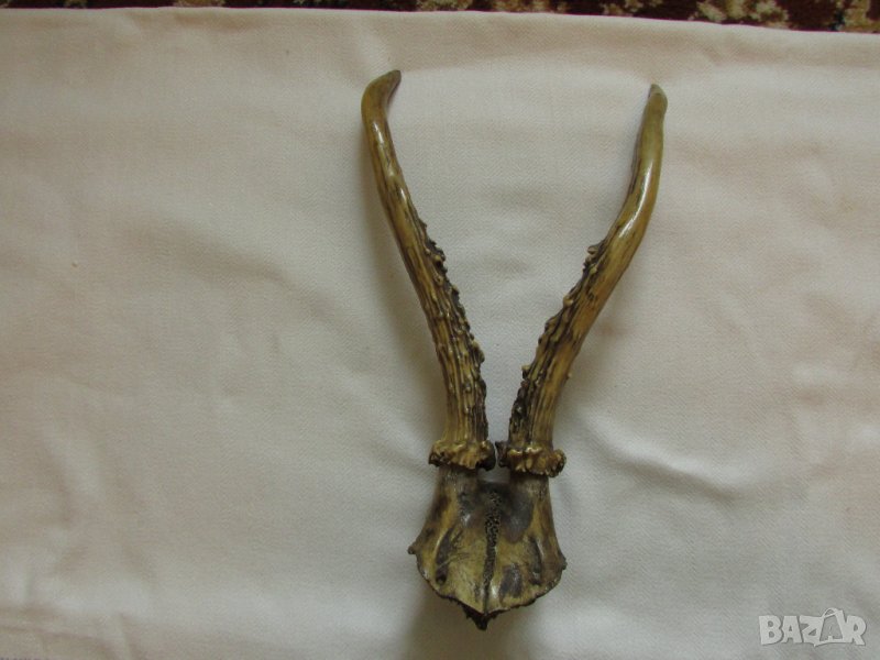 Еленски рога с част от череп - отлични! 30 см., снимка 1
