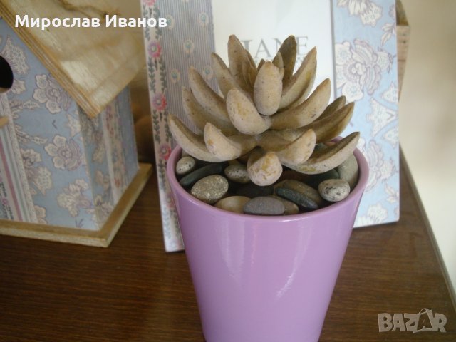 изкуствено екзотично растение в саксия с декорация , снимка 1 - Декорация за дома - 23513389