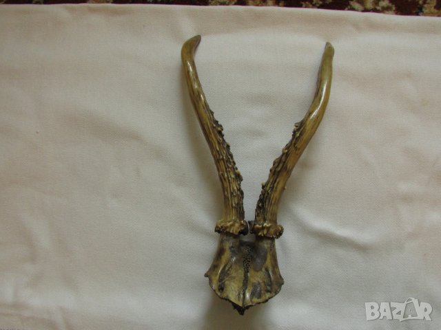 Еленски рога с част от череп - отлични! 30 см.