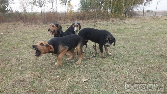 Гонче барак