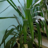 юка-различни големини, снимка 1 - Стайни растения - 11951665