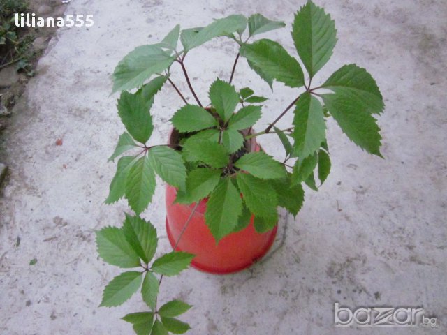 Лозичка катерлива, снимка 4 - Градински цветя и растения - 10632807