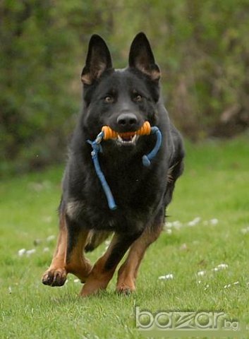  Обучение на кучета от лицензиран инструктор , снимка 3 - Ветеринари и услуги - 10700474