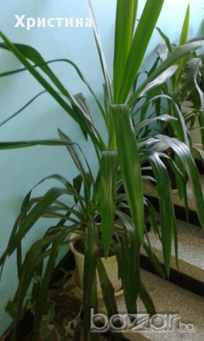 юка-различни големини, снимка 1 - Стайни растения - 11951665