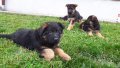 Развъдник за чистокръвни немски овчарки, снимка 2