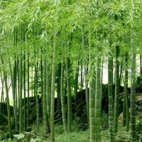 100 броя бамбукови семена от Декоративен бамбук Moso Bamboo лилав зелен цветен черен МОСО БАМБО нов, снимка 8 - Сортови семена и луковици - 19674238