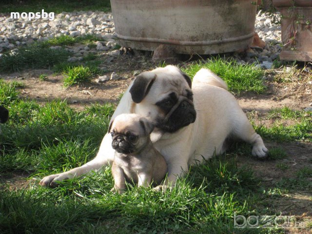 Единствено Мопс България ООД предлага на българския пазар чистокръвни бебета Мопс с родословие, снимка 8 - Мопс - 10768453