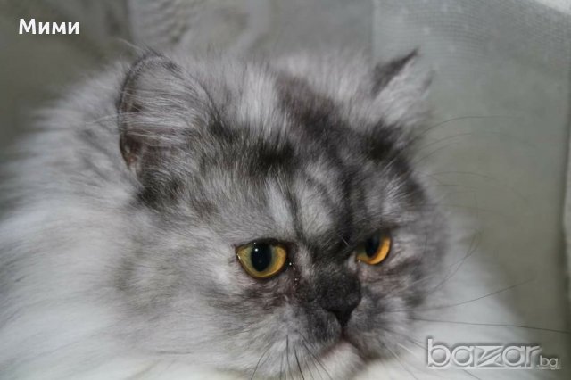 Сребърна чинчила  /  Persian cat, снимка 14 - Персийска - 18951274