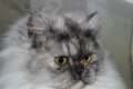 Сребърна чинчила  /  Persian cat, снимка 14