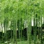 100 броя бамбукови семена от Декоративен бамбук Moso Bamboo лилав зелен цветен черен МОСО БАМБО нов, снимка 8