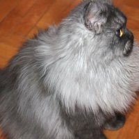 Сребърна чинчила  /  Persian cat, снимка 8 - Персийска - 18951274