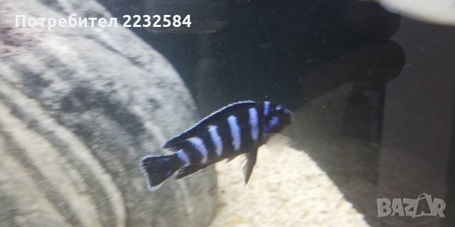 Рибки Африкански цихлиди!, снимка 2 - Рибки - 25023337