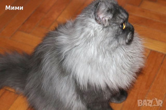 Сребърна чинчила  /  Persian cat, снимка 8 - Персийска - 18951274