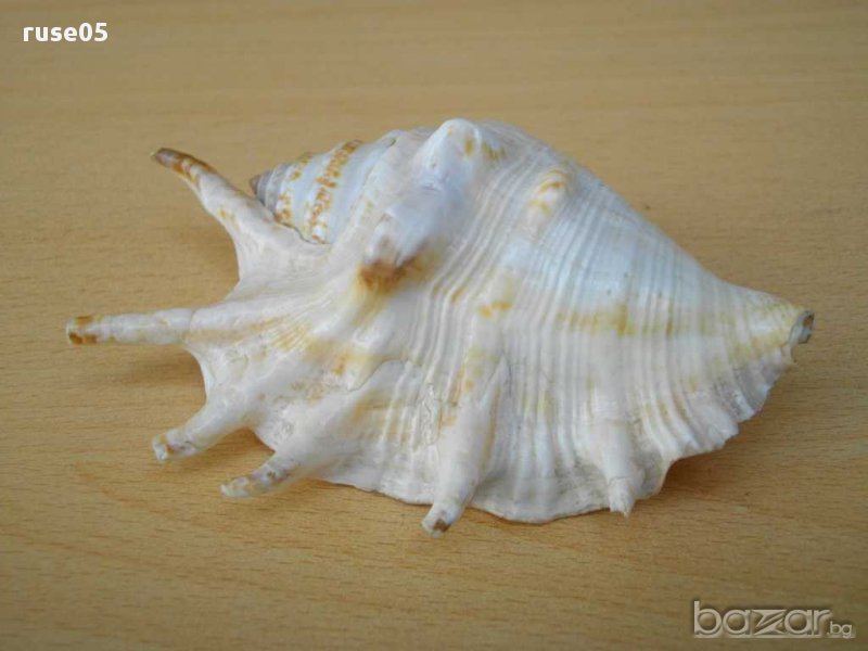 Раковина - 12, снимка 1