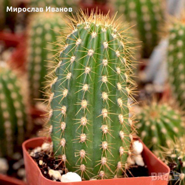 кактус4е, снимка 1