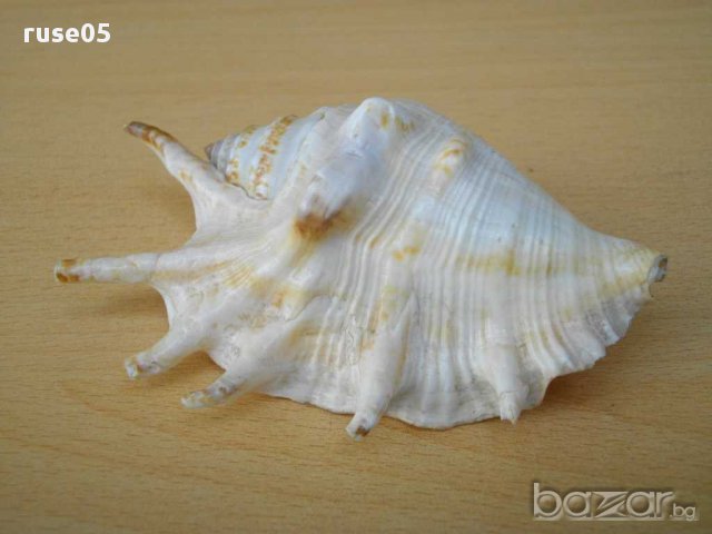 Раковина - 12