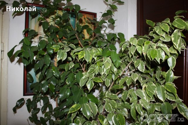 Бенджамин 260 см., снимка 2 - Стайни растения - 21122576