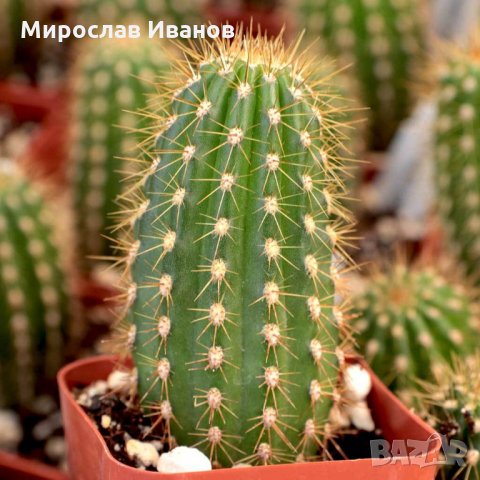 кактус4е, снимка 1