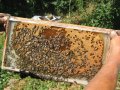 Пчелни пластмасови полуизградени основи, снимка 1 - Други стоки за животни - 19012845