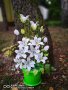 Цвете с мъниста, снимка 1 - Стайни растения - 25911696