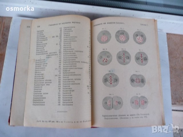 Основите на живота Популярна биология Том 1 - В. В. Лункевич 1942 година, снимка 4 - Специализирана литература - 24066946