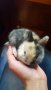 Бебета мини зайче Холандско джудже, Лъвска глава, снимка 1