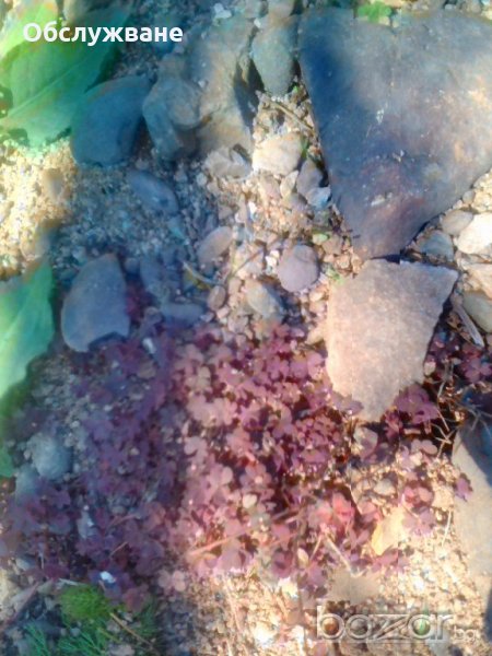 Червена детелина 💥, снимка 1