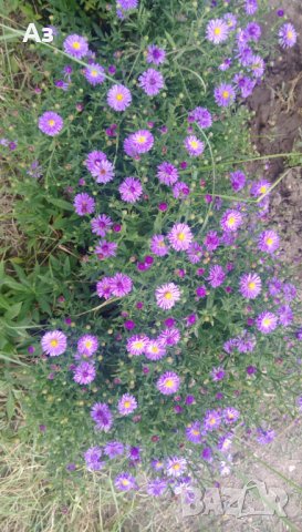 продавам  цветя Астра алпийска - разсад за ранно пролетно засаждане, снимка 2 - Сортови семена и луковици - 22599519