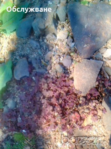 Червена детелина 💥, снимка 1