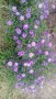 продавам  цветя Астра алпийска - разсад за ранно пролетно засаждане, снимка 2
