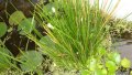 Елеохарис (Eleocharis palustris), снимка 1 - Градински цветя и растения - 25847956