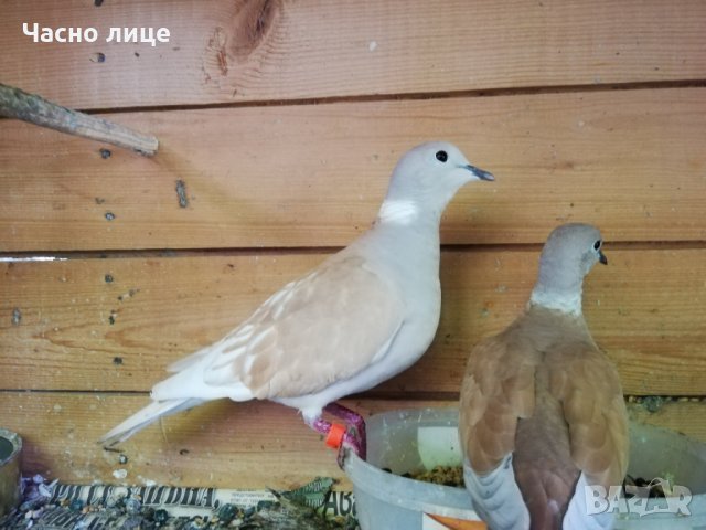 Смеещисе гугутки, снимка 3 - други­ - 24529605