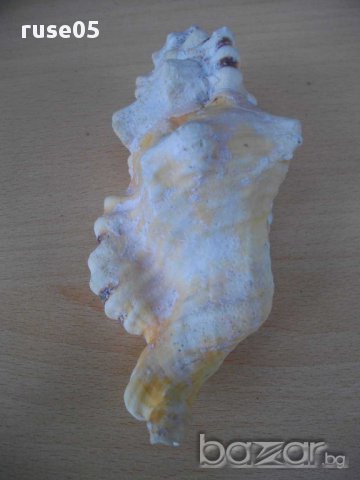 Раковина - 9, снимка 7 - Други ценни предмети - 14605420