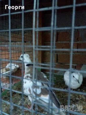 гугутки, снимка 3 - други­ - 25719703