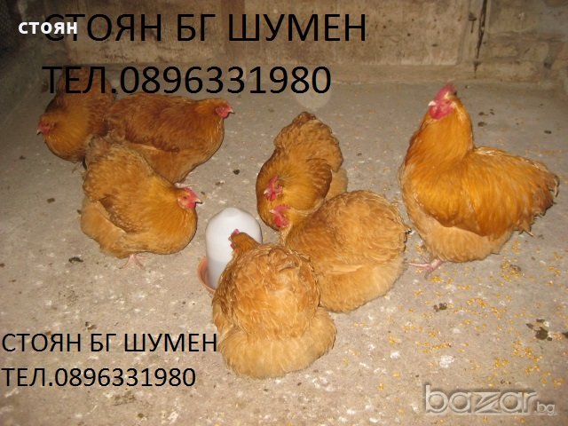 ПРОДАВАМ ЯЙЦА ЗА ЛЮПЕНЕ И ПИЛЕТА ОТ ЕЛИТЕН ЖЪЛТ ОРПИНГТОН, снимка 3 - Кокошки и пуйки - 18880831