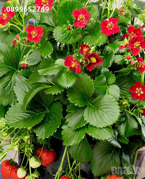 Целогодишна ягода(Руби ан) , снимка 1