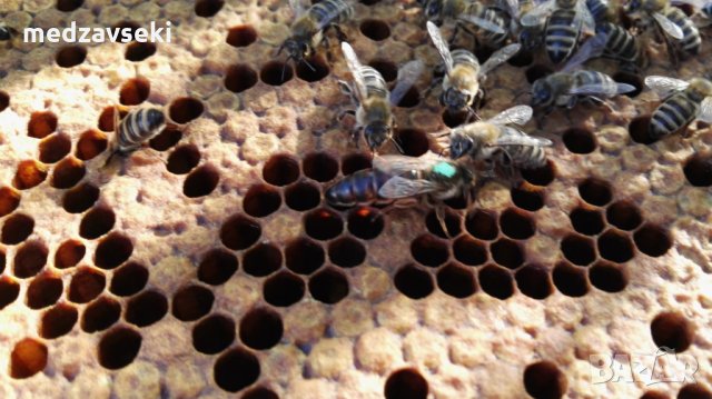 Пчелни майки, снимка 3 - Други животни - 18653942