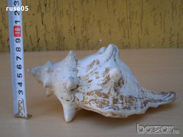 Раковина - 4, снимка 3 - Други ценни предмети - 14605123