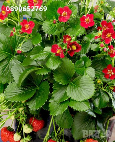 Целогодишна ягода(Руби ан) 