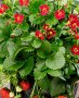 Целогодишна ягода(Руби ан) , снимка 1 - Градински цветя и растения - 21508613