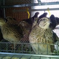 Клетки за пъдпъдъци и кокошки, снимка 3 - Кокошки и пуйки - 17328354