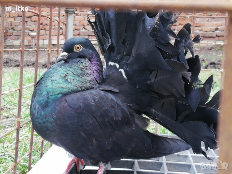  ФЕНЕРЛИИ 60 лв., снимка 1