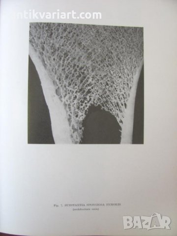 1971г. Медицинска Книга Анатомичен Атлас Том1-ви, снимка 5 - Други - 25936774