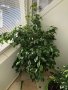 Зелен Бенджамин, снимка 1 - Градински цветя и растения - 20441120