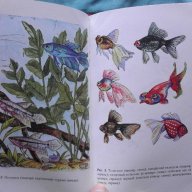 Искусство аквариумного рыбоводства - А.Базанов, снимка 6 - Художествена литература - 18538651